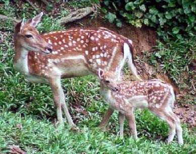 Taman Rusa
