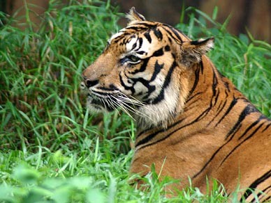Zoo Negara dan Akuarium
